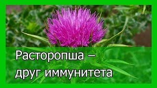 Расторопша – друг иммунитета Расторопша – друг иммунитета