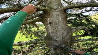 4K Pov Dangerous Tree Climbing Without Safety Equipment