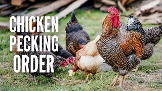 Pecking Order: What it is and How to Handle it?