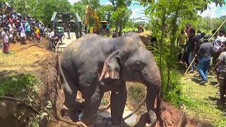Villagers rescues drowning elephant from deep well and get a free pass to a National Park