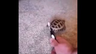 Turtle Toothbrush Dance 1 hour // Surf Curse - Freaks