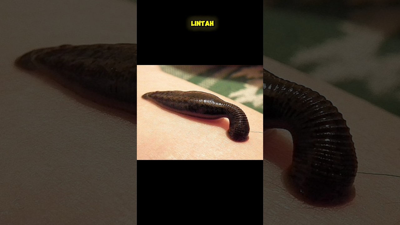 WAJAH HEWAN KECIL DI LIHAT DI MIKROSKOP 