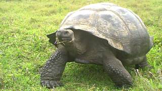 Galapagos Giant Tortoise Eating.AVI