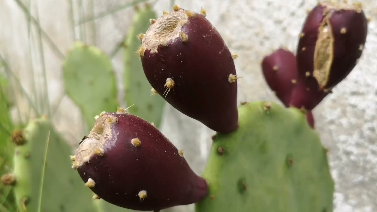 O.380 Tropikalne smaki: figi opuncji figowej :)