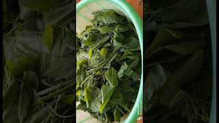 Nkauj Hmoob Toj Siab - Mais Muas