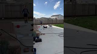 Dog Jumps to Catch a Ball but It Bounces into Its Face