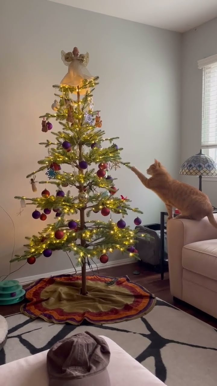 TRÈS DRÔLES LES CHATS