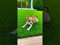 #puppy #dog #dogs #funny #funnyvideo #shorts