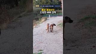 톰과 클로이의 다정한 부부 산책 #견생역전_톰 #견생역전_클로이
