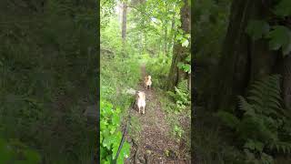 Rain Didn’t Stop the Shiba Inu #forest #walking #rain #doglife