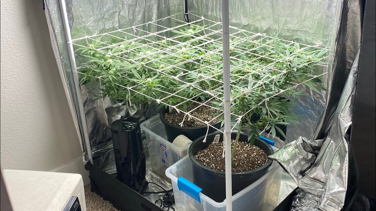 Growing Marijuana In A Apartment, How To Hide The Smell