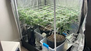 Growing marijuana in a apartment, how to hide the smell