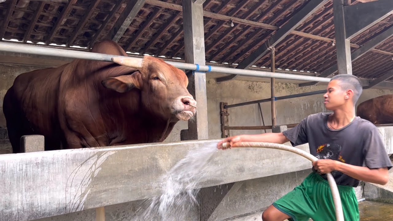 DOLAN NENG SETIA FARM WARISO 🔥🔥🔥 ‼️ YouTube