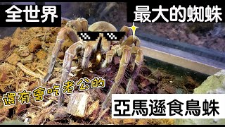 【昆蟲擾西上課了！】全世界最大的蜘蛛 亞馬遜食鳥蛛 還有會吃老公的喔