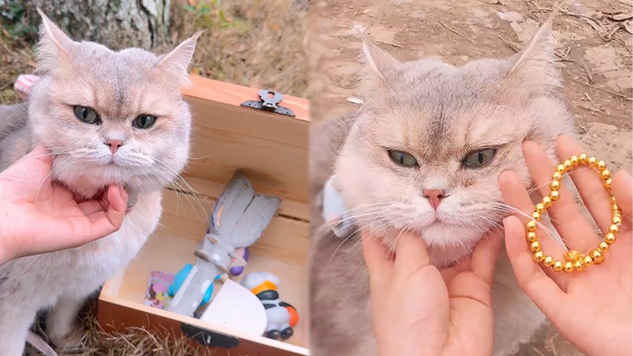 招財發現了好多上鎖的寶箱，沒想到打開竟然是這些不是寶藏#lucky #cat #萌寵 #cute #funny