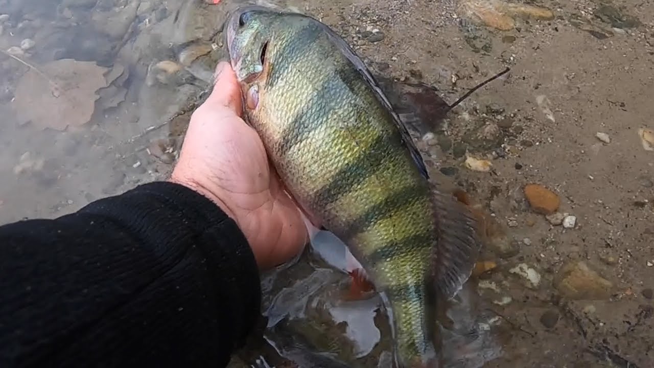 LOVNA VARALICA LUDE KONTRE