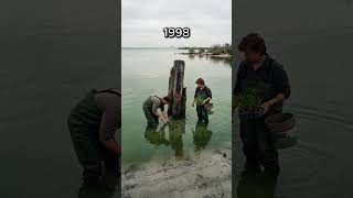 🌊 Rescuing Tampa Bay | The Return of the Crystal Waters & Gentle Giants!  #FadingEarth #healingearth