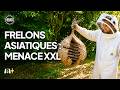 Ref:nfRm7LH5eJc Frelon asiatique : une invasion qui terrorise la france - 66 minutes - m6+ mag