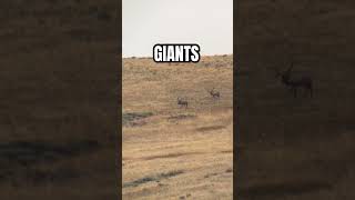 Two GIANT bull elk spotted #wildlife #outdoors #hunting