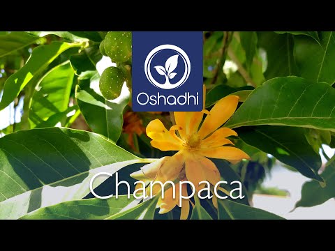 Video: Champaca Plant Care - Ինչպես աճեցնել անուշահոտ շամպակայի ծառերը այգում