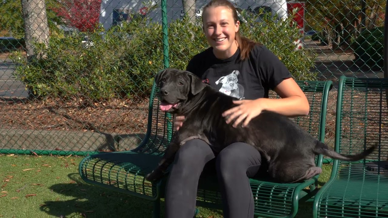 Sheba is available for adoption!