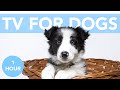 TV for Dogs! Fun and Entertaining Drone TV for Bored Dogs!