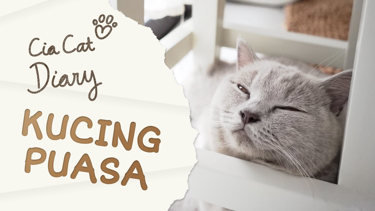 Kucing Belajar Puasa Cia Cat Diary Ep 3 Eng Sub Youtube