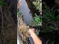 #Fishing #mancing #foryou #RiverFishing #Microfishing #OutdoorLife #catchandrelease #bangfaizwoi