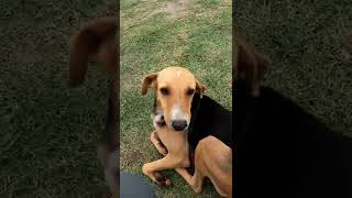 Stray Dogs of El Tajin Ruins in Veracruz Mexico 🇲🇽