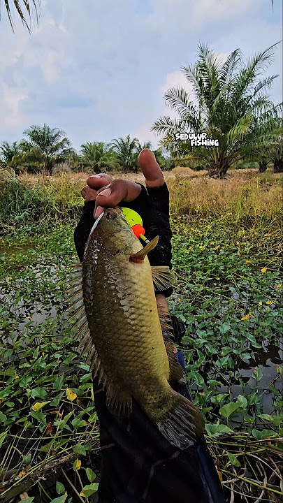 Wow, the big betok is tempting #fishing #fishing #sedulurfishing #mancingceria