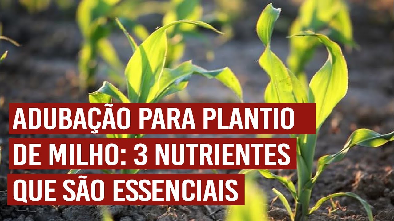 Adubação para plantio de milho: 3 nutrientes que são essenciais - YouTube