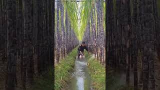 Sugarcane Farming Techniques  Soil And Watering Sugarcanes Field This Way #satisfying #short