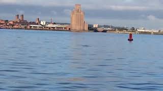 Dolphins Spotted In The River Mersey