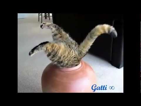 Gatti divertenti :3