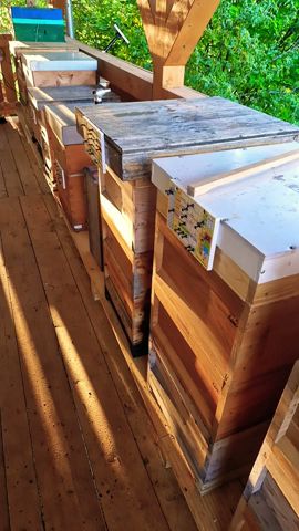 Schönen tag wünsche  ich dir #beekeeper #bienenzucht #beekeeping #bee #imkern #natur