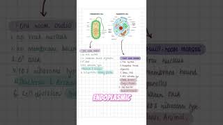 Key difference between prokaryotic and eukaryotic cell  #biology #botany #cell #cellbiology #neet