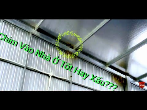 Video: Chim sẻ trắng làm tổ ở đâu?