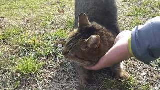 キジトラ野良猫、モフモフすると喜んで至福の表情を見せてくれた。