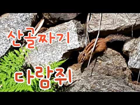 산골짜기  다람쥐 / The fall season is the busiest time of the year for squirrels.