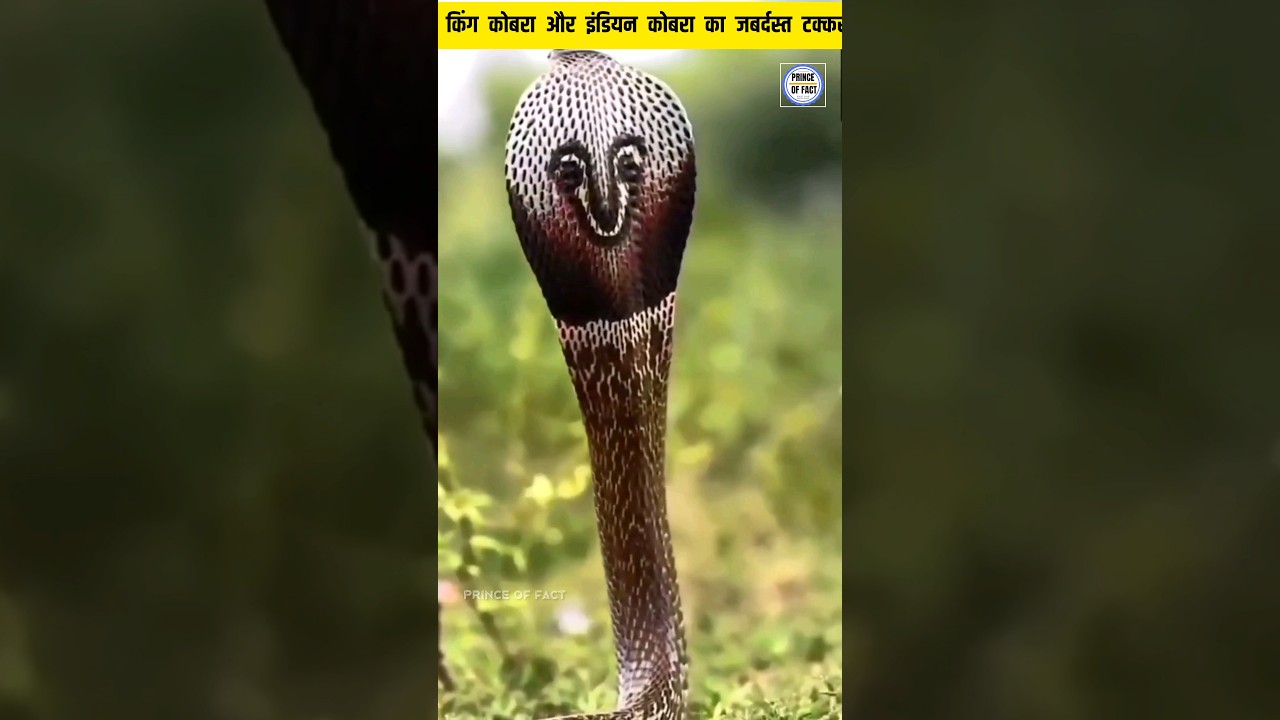 Indian Cobra और King Cobra का जबर्दस्त टक्कर । Prince of fact । #shorts