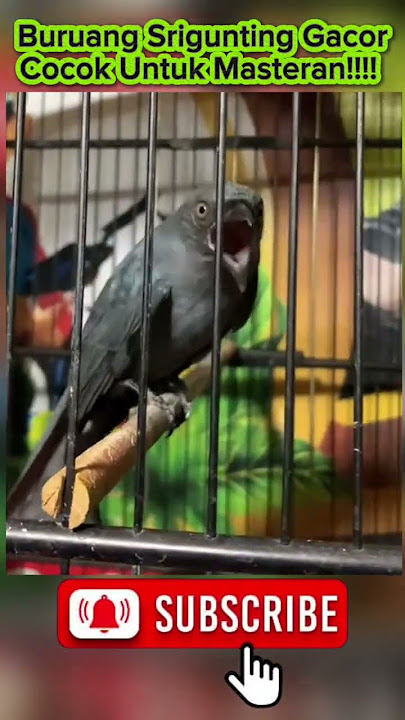 Burung Srigunting Gacor Abis, Cocok Untuk Masteran!!!!