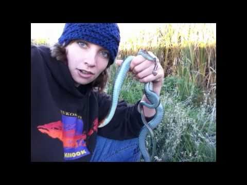 MASSIVE California Red-sided Gartersnake