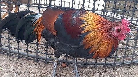 update qaib qus f1 rau peb tau saib ua si