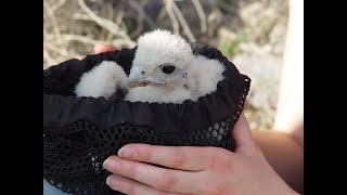 Falconry: Blessing and curse of USA longwinging