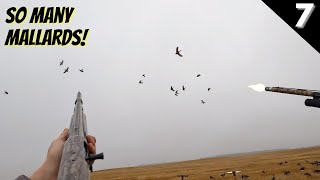 My First Field Duck Hunt! | Minnesota Duck Hunting 2022 (Opening Day)