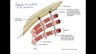 Costamere function