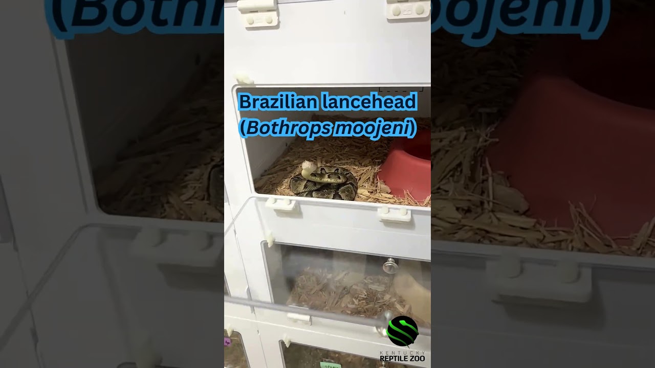 INSANE STRIKES from a moody moojeni!!! 😠🔥 #venomislife #kyreptilezoo #snakes #venomoussnakes