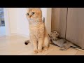 Worrywart mother cat and curious daughter cat