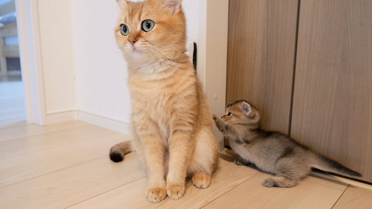 Worrywart mother cat and curious daughter cat