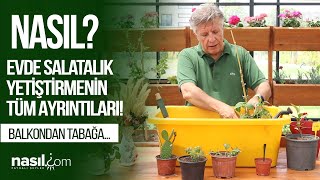 Balkondan Tabağa Evde, Saksida Salatalik Nasil Yeti̇şti̇ri̇li̇r? Ida Ik